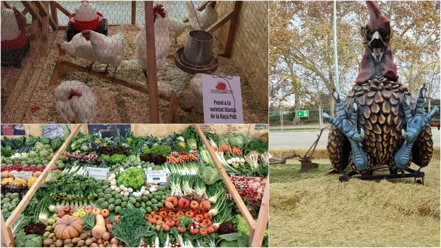 gaini cu picioare albastre