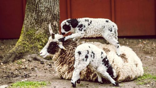 Prețul mielului de Paște deja provoacă dispute pe Facebook: „Face omul credit să cumpere un miel…”/ „Mâncați urzici, lăsați carnea cui își permite”