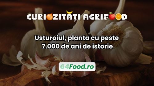 Curiozități agri-food: Usturoiul, planta cu peste 7.000 de ani de istorie / De la medicina egipteană la superalimentul modern