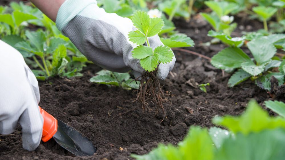 Cele mai ieftine legume pe care le poți cultiva acasă / Unele pot produce recolte surprinzător de mari chiar și în spații mici