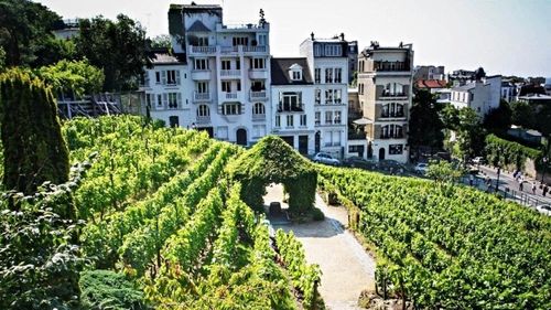 Vii urbane. Urban Vineyards Association inițiază primul recensământ al vinurilor obținute de pe plantații citadine, un sistem care câștigă tot mai mult teren