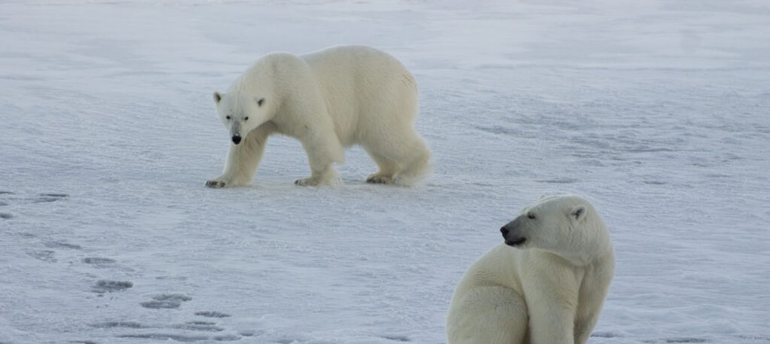 Gripa aviară a fost depistată pentru prima dată la un urs polar în Europa