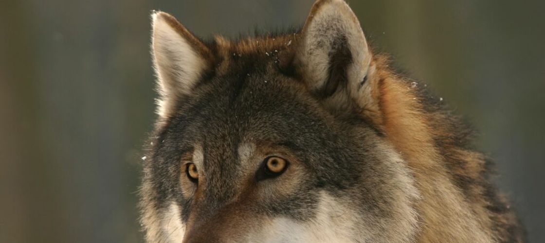 18 lupi otrăviți într-o săptămână în Italia/ „Cea mai gravă crimă împotriva faunei din ultimul deceniu”