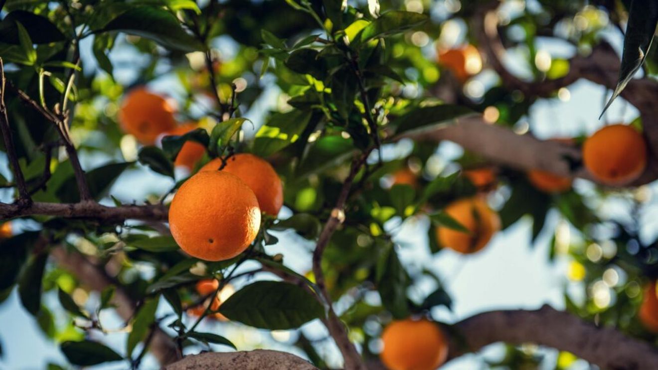 Recoltele europene de fructe şi legume sunt afectate de vremea haotică