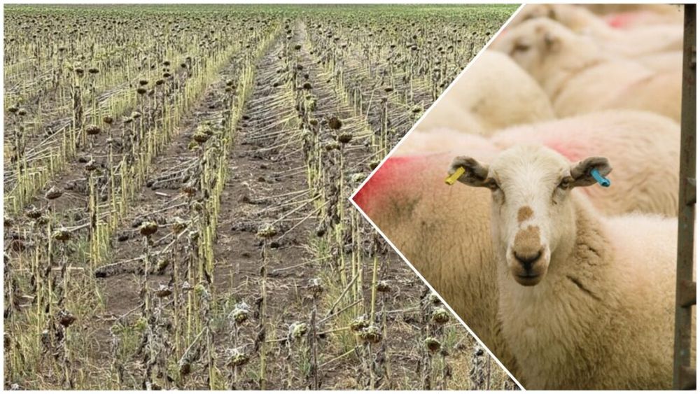 OPINIE Vara celor trei traume ale agriculturii din România/Ce măsuri iau sau promit autoritățile/Implicații economice