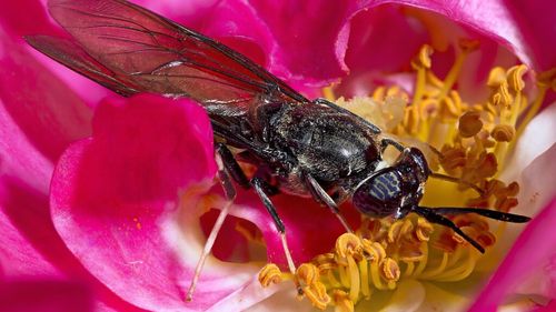 SUA alocă de urgență fonduri de 129 milioane de dolari, pentru a distruge focarele de „muște exotice” ale fructelor/ Acestea atacă peste 400 de tipuri diferite de plante, distrugând culturi întregi 