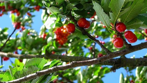 Dezastru în livezile Californiei: Aproape jumătate din producția de cireșe, compromisă de ploi / Fermierii speră să poată accesa împrumuturi cu dobândă redusă: „Nu este vorba doar despre cireșe. Este vorba despre oameni, despre angajați, despre familii”