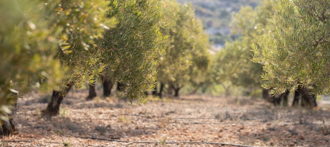 Măslinul milenar din Italia care încă produce sute de kilograme de măsline. Povestea „Gigantului din Corato”