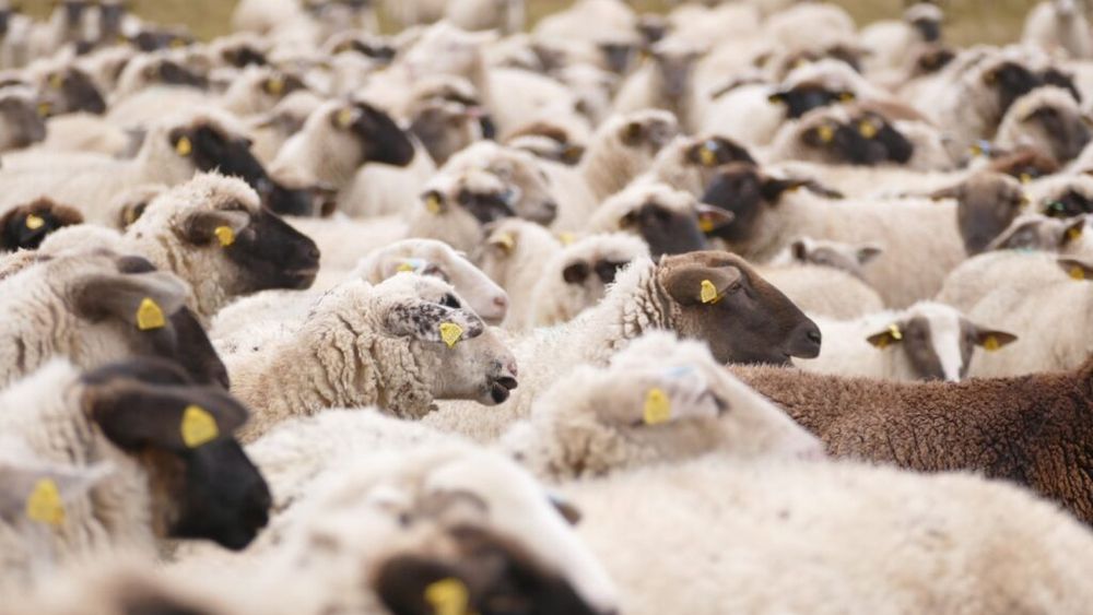 Noi focare de pesta micilor rumegătoare au fost confirmate în mai multe localități din Tulcea și Constanța / ANSVSA: Exportul de ovine nu va fi oprit