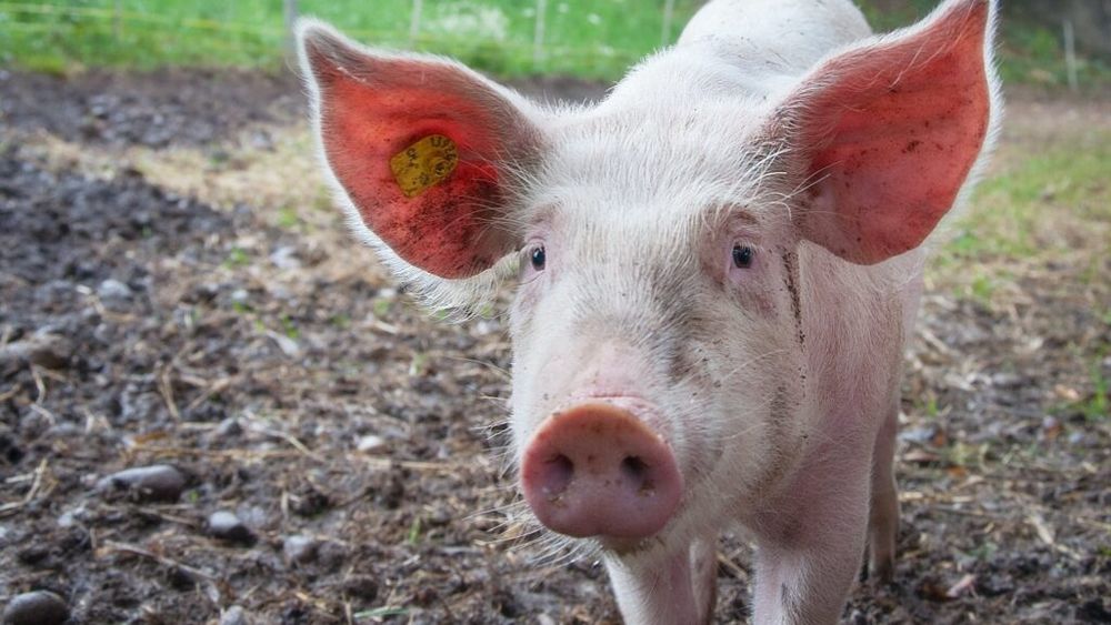 Confuzie de termeni în documentele oficiale ale ANSVSA; ce este gospodăria țărănească?