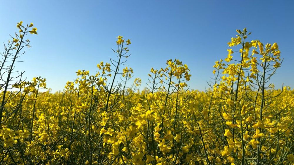Ministrul Agriculturii anunţă producţii record de cereale şi rapiţă, cu peste 5 milioane de tone mai mult decât canditatea obţinută anul trecut