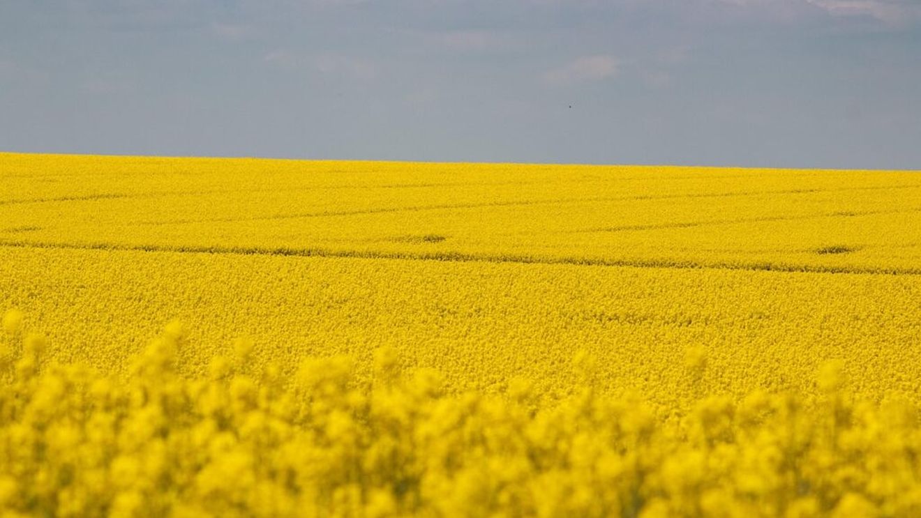 Rapița, o cultură veche, dar mereu nouă / Soluția de transformare rapidă a producției în bani