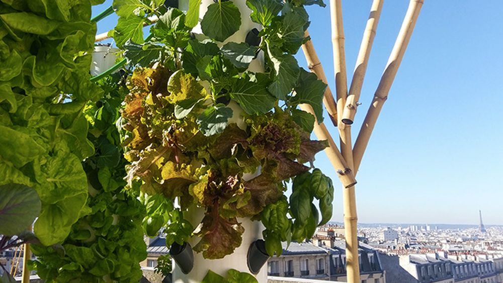 Locuitorii din marile orașe ale lumii s-au apucat de agricultură; Camera Națională Agricolă din Franța îi sprijină pe fermierii din Paris și alte orașe din țară