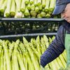 De la fermele din Germania la propria plantație din România. Povestea unei afaceri cu sparanghel în Bucovina: „Am început cu patru rânduri de 200 de metri. Acum am ajuns la 3 hectare și jumătate”