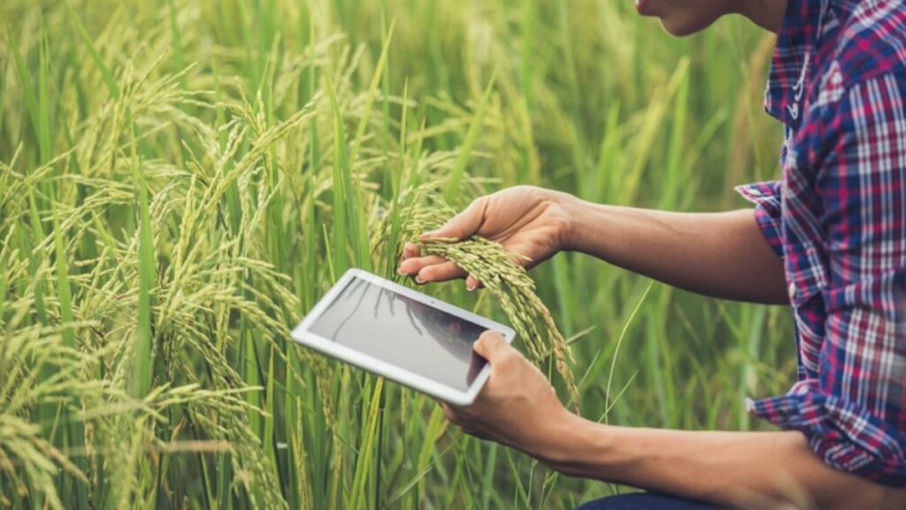 O companie românească de IT dezvoltă soluții pentru digitalizarea agriculturii / Fermierii își pot gestiona mai eficient activitatea din teren