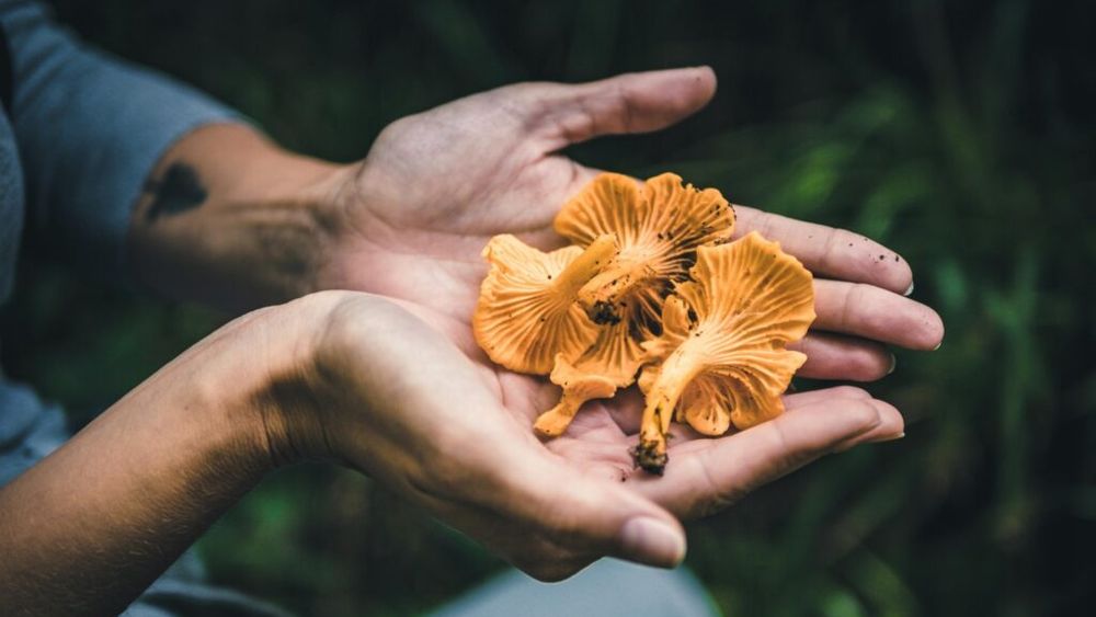 VIDEO Cum deosebești o ciupercă otrăvitoare de una comestibilă/ Intoxicațiile cu ciuperci sunt la ordinea zilei/ Culesul ciupercilor nu este pentru amatori, avertizează specialiștii