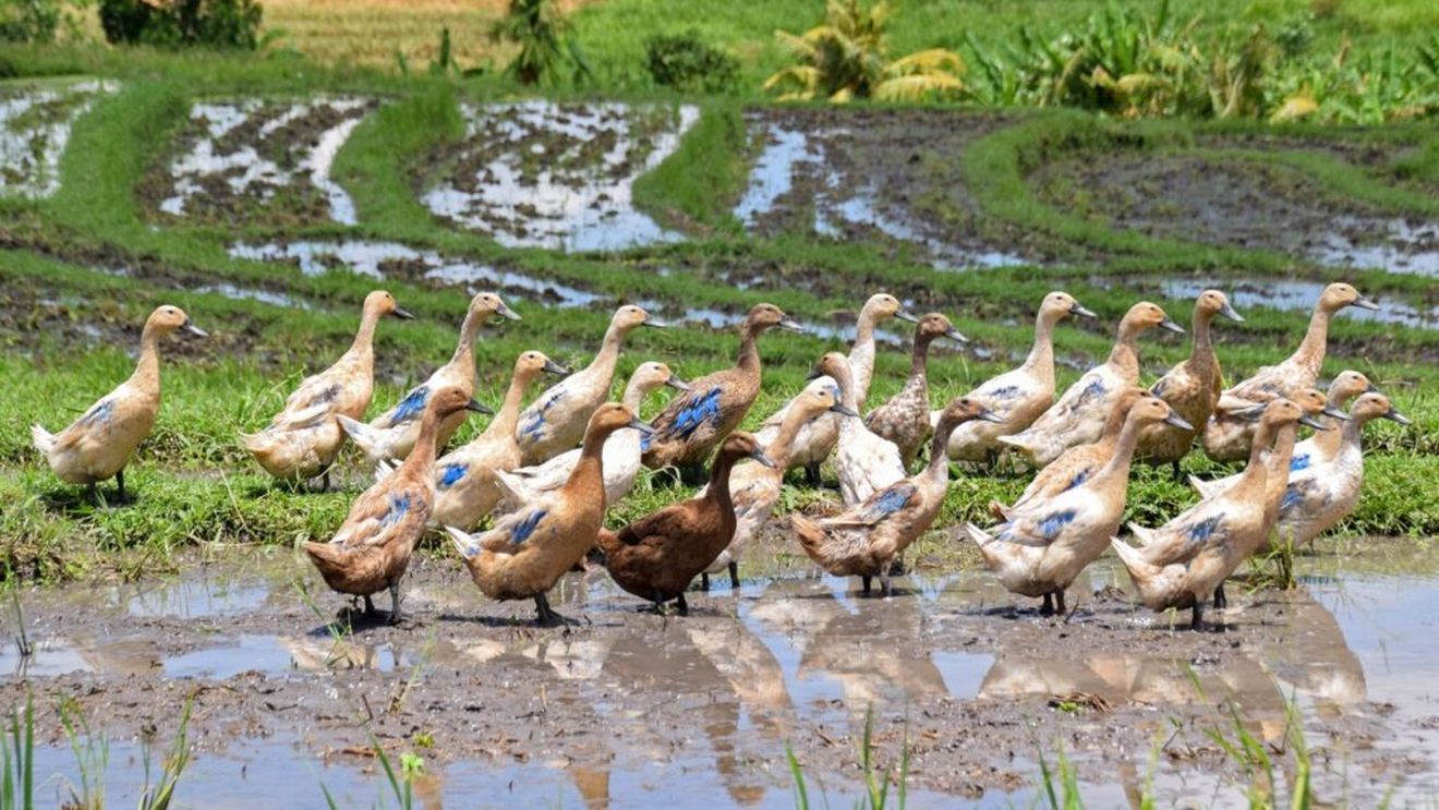 Agricultorii care au înlocuit pesticidele cu rațe: Păsările sunt crescute inclusiv pentru carne și ouă / Există crescători care duc rațele oriunde e nevoie de ele