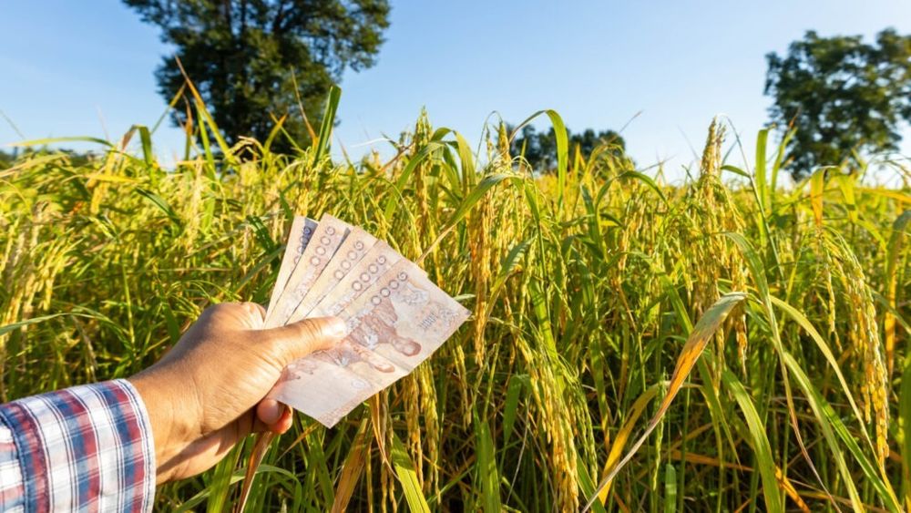 Cât câștigă românii care lucrează sezonier în agricultură, în Spania / Salariul minim a crescut în 2025 