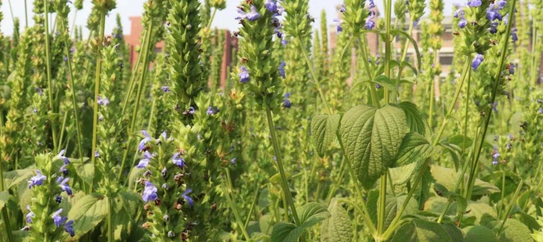 Cultura care rezistă la secetă și ajută albinele / Chia începe să câștige teren și în agricultura europeană / Ce trebuie să știe fermierii despre cultivarea acestei plante