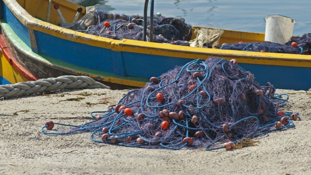 Plasele pescarilor, pericol pentru viața marină / O balenă blocată din cauza unei frânghii de pescuit, eliberată în largul insulei scoţiene Skye