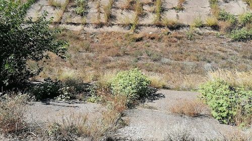 Ministerul Agriculturii, condus de PSD, respinge acuzațiile eurodeputatului PNL, Daniel Buda, privind banii europeni pentru irigații: ”nu există niciun risc pentru dezangajarea unor sume importante”/USR solicită reducerea birocrației pentru fermieri