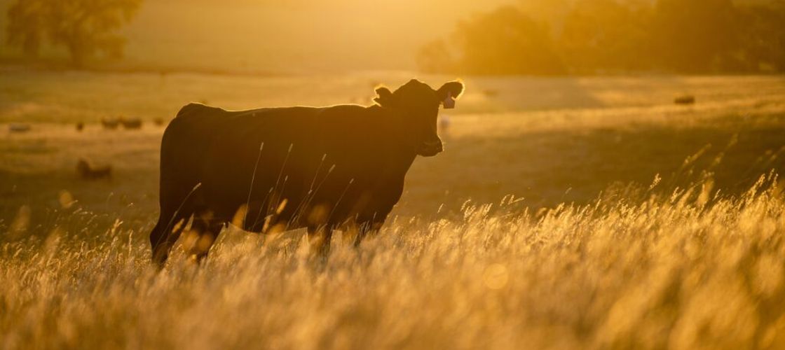 Canicula schimbă agricultura Europei. Ferma din Anglia care a rămas verde în mijlocul secetei și cum funcționează agricultura regenerativă