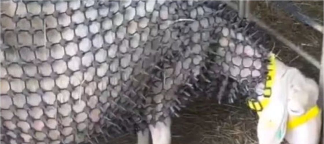 Idee inovatoare sau cruzime față de animale? Scandal în Austria după ce un fermier și-a îmbrăcat oile în „armuri” anti-lup