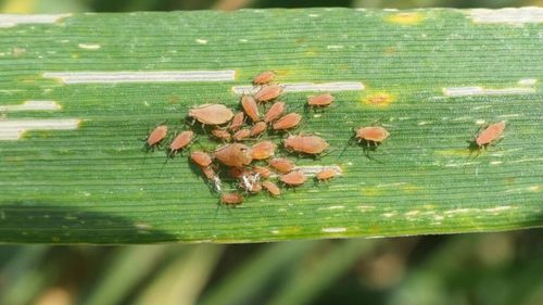FOTO | Cercetătorul Emil Georgescu, semnal de alarmă: „De când activez în domeniu, nu am văzut un atac așa de mare de afide la grâu și la porumb. Ce se întâmplă în prezent este un avertisment pentru viitor”