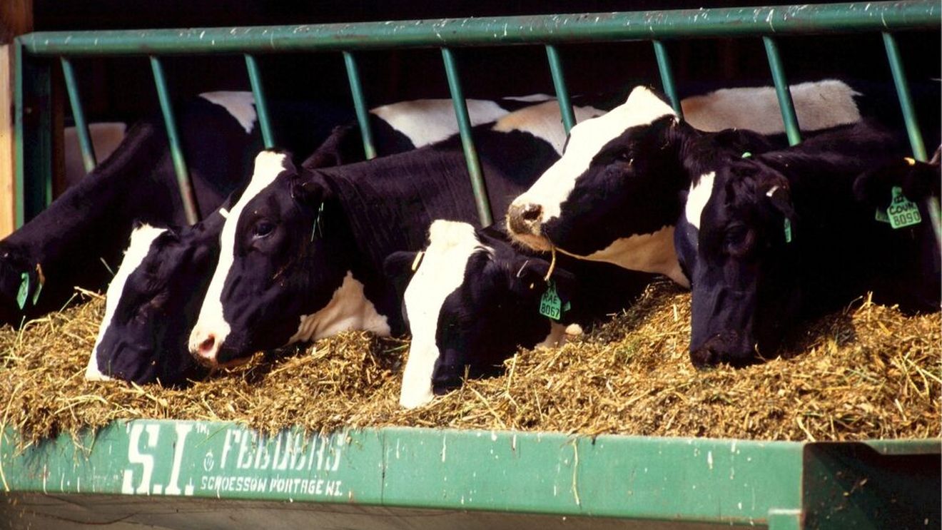 DN Agrar, fermă specializată în producţia de lapte de vacă, și compania BSOG Energy colaborează pentru producția de biometan, prin valorificarea gunoiului de grajd provenit de la vaci de lapte / Investiția se ridică la 30 milioane de euro