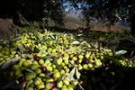 Europa riscă să piardă supremația producției de ulei de măsline / Se întrevede o evoluție similară cu cea de pe piața vinului