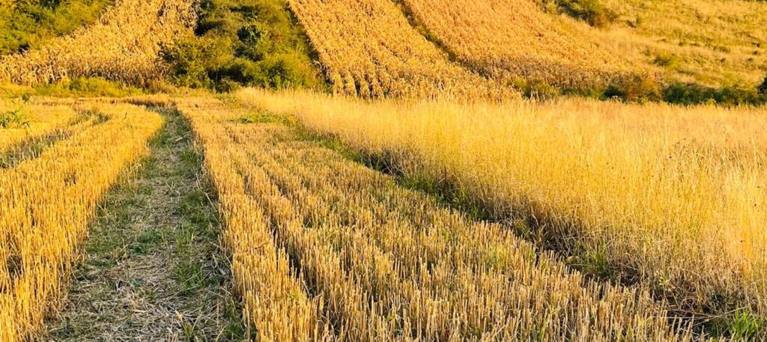 DOCUMENT | Liniile directoare pentru sectorul agriculturii în Programul de Guvernare PNL-USR-UDMR: sprijin pentru fermieri, produse românești pe masă și dezvoltare rurală