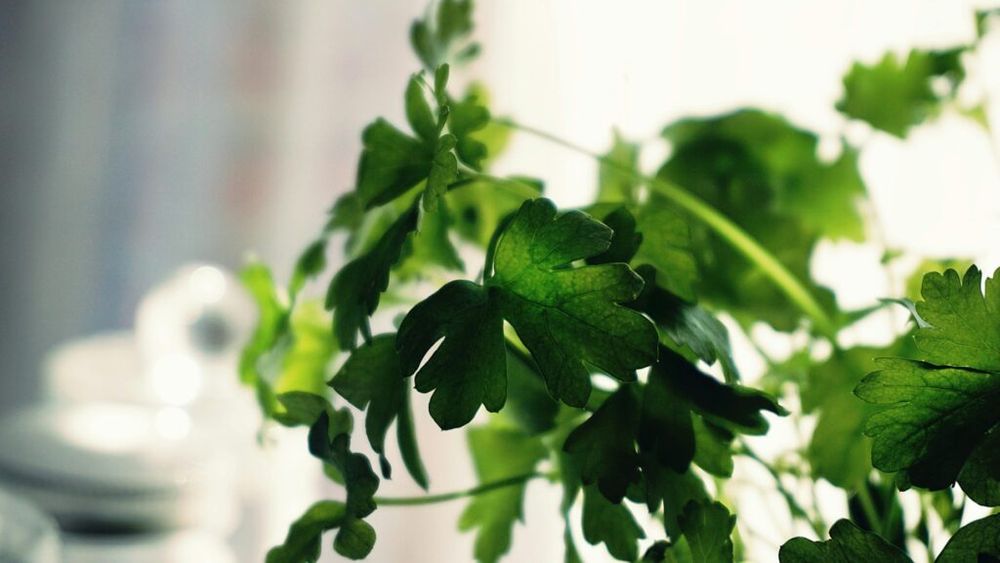 Pătrunjelul, comoara pe care nu știi că o ai în grădină. Conține multe vitamine și ajută la digestie, dar trebuie consumat în cantități limitate / Poate interfera cu unele medicamente