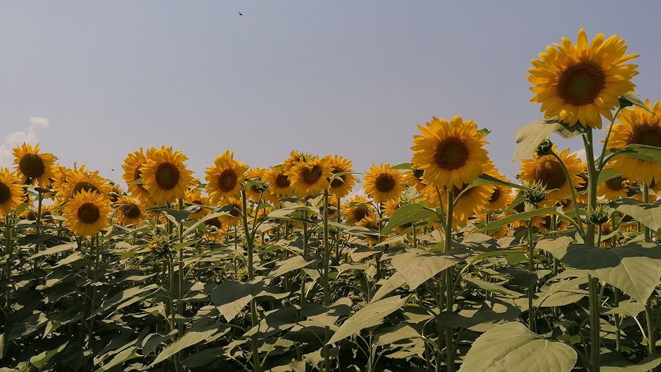 Balanță negativă în comerțul cu semințe oleaginoase: deși România este cel mai mare exportator din Uniunea Europeană, importurile de pe piețele terțe sunt mai mari decât exporturile! Re-exportăm sau procesăm în țară?