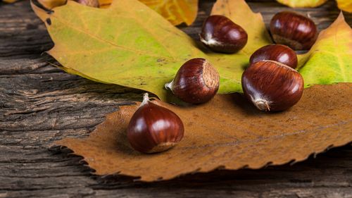 În plin sezon al castanelor, producătorii din Spania se confruntă cu seceta, lipsa mâinii de lucru, bolile plantelor și invazia viespii asiatice