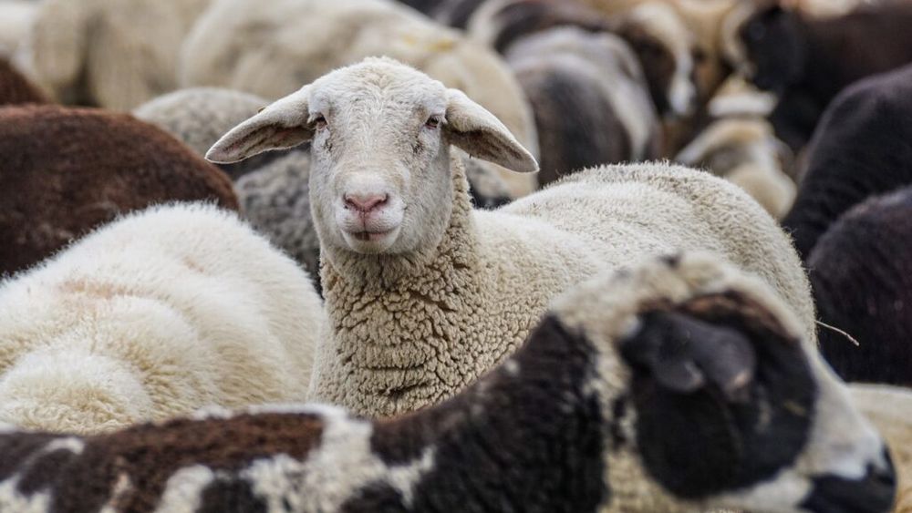 Focar de pestă ovină la o fermă comercială din judeţul Tulcea