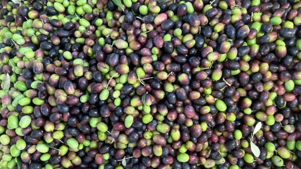 Tunisia, pe cale să devină al doilea producător mondial de ulei de măsline