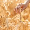 Prețul grâului atinge cel mai înalt nivel din ultimii trei ani, pe piața cerealelor, din cauza escaladării conflictului de la Marea Neagră