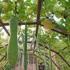 Pepenele de iarnă, o nouă  cultură exotică, testată la Buzău/ Fructele ajung până la 20 kg și se pot păstra 6 luni/ Pepenele are un gust de castravete, cu amestec de dovlecel