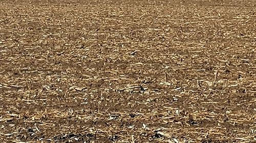 Cine sunt liderii grupului civic de acțiune al fermierilor dobrogeni; unul dintre ei candidează pentru postul de președinte al C.J. Constanța