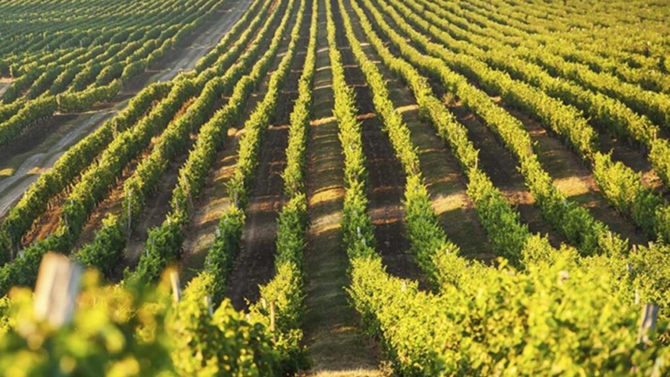 România va fi prezentă în indicii FTSE Russell cu 12 companii, începând cu luna septembrie / Una dintre companii este Purcari Wineries