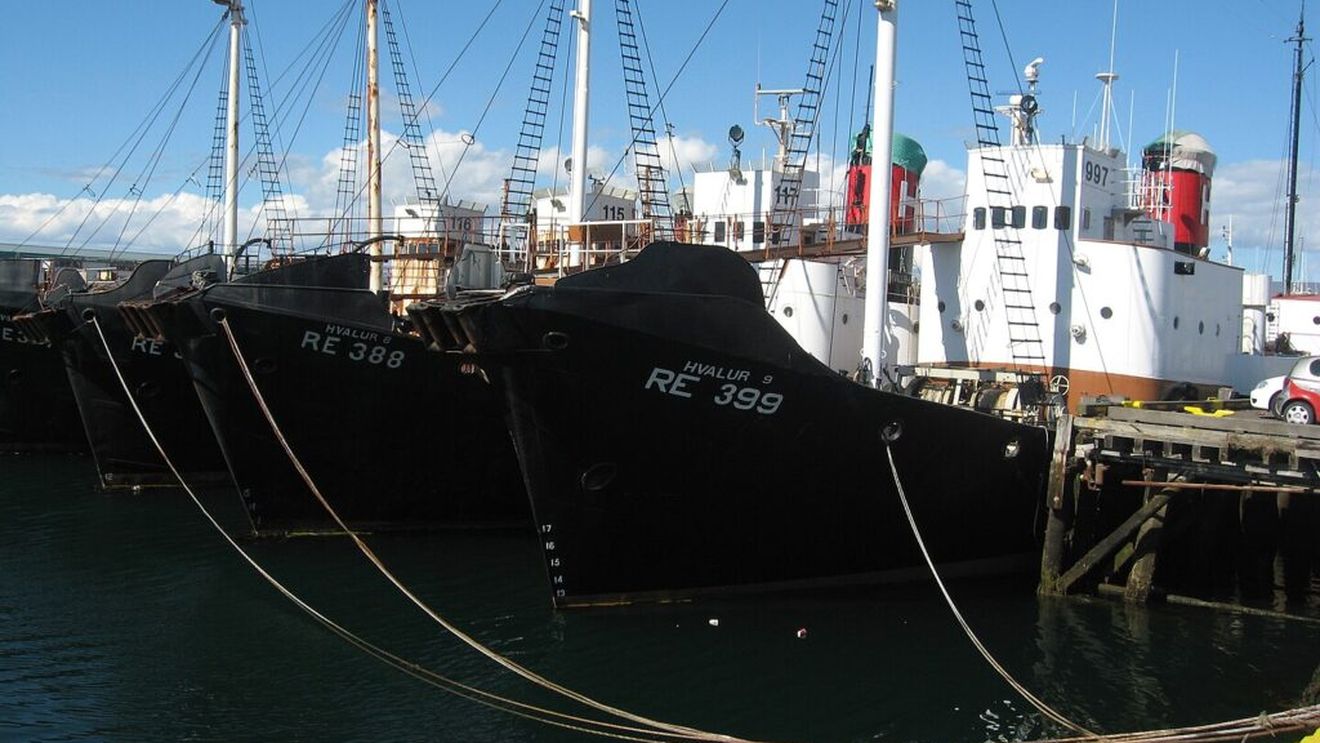 Islanda autorizează vânătoarea a 128 de balene pentru sezonul 2024 / Cea mai mare parte a cărnii este exportată în Japonia