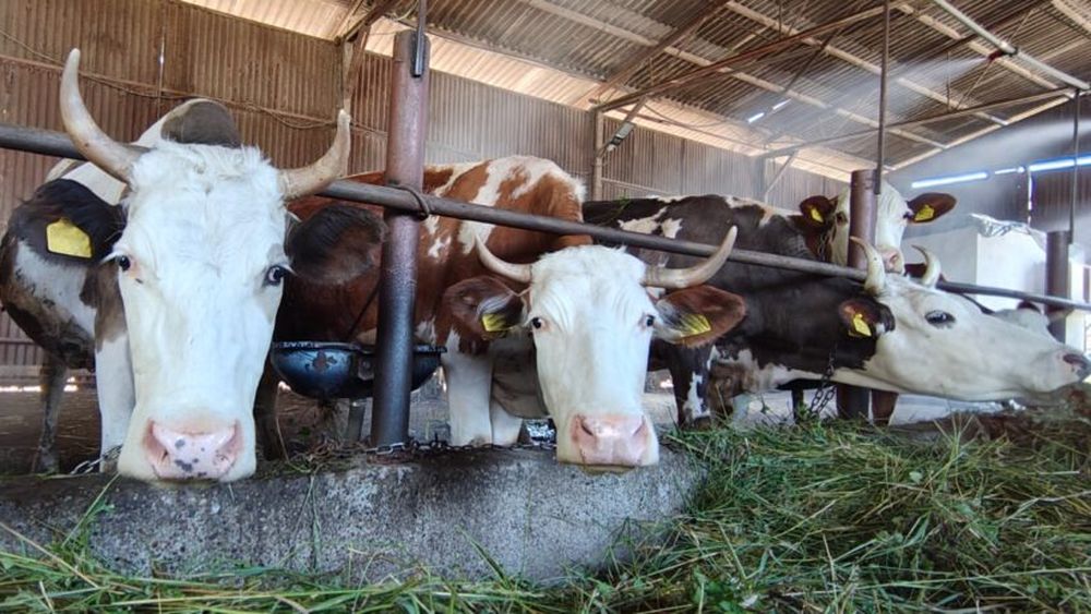 ANAMOB: Tehnologia IoT poate ajuta fermele mici să devină mai reziliente în fața schimbărilor climatice / Sistem inteligent pentru monitorizarea în timp real a bunăstării animalelor