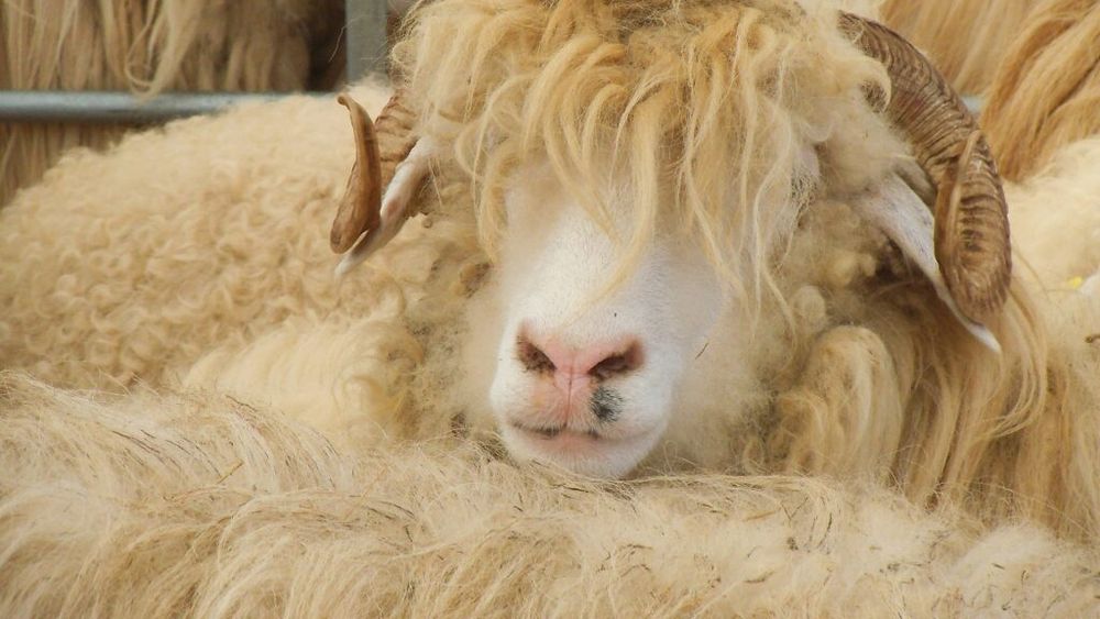 Un activist pentru drepturile animalelor, denunțat pentru moartea unei oi într-o busculadă provocată în timpul unui protest al organizației la o fermă