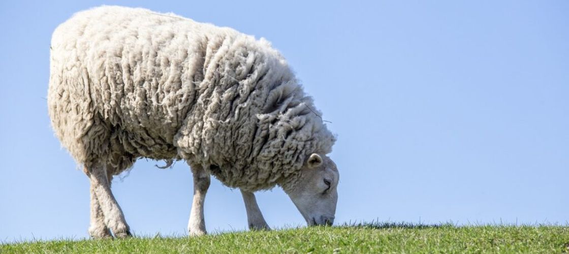 Alertă sanitar-veterinară în Buzău / Focar de variolă ovină și caprină depistat într-o fermă cu 1.800 de animale