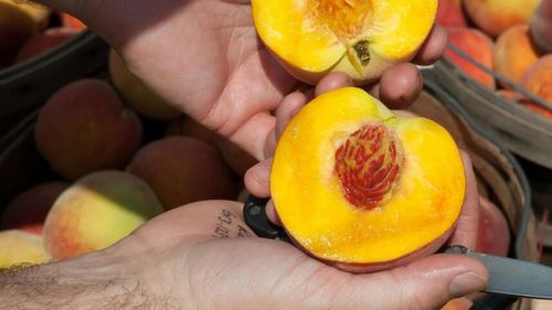 Cercetătorii ne sfătuiesc: Mănâncă piersici, dacă vrei să-ți crești imunitatea și să-ți ferești creierul de Alzheimer