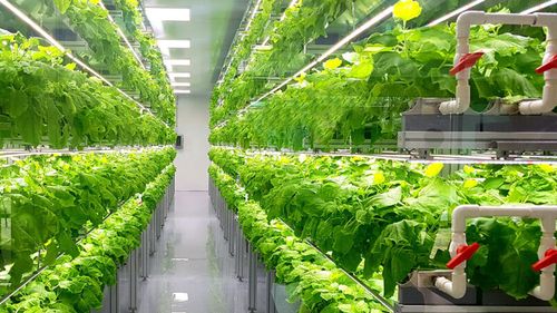 Horticultura în medii controlate și horticultura urbană, legiferate pentru prima oară în România; Ministerul Agriculturii va acorda fonduri nerambursabile pentru stimularea producției