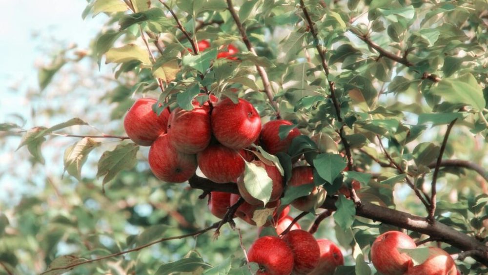 Prognofruit, conferința anuală organizată de Asociația Mondială a Cultivatorilor de Măr și Păr (WAPA), în desfășurare la Budapesta/Evenimentul are o tradiție de 48 de ani
