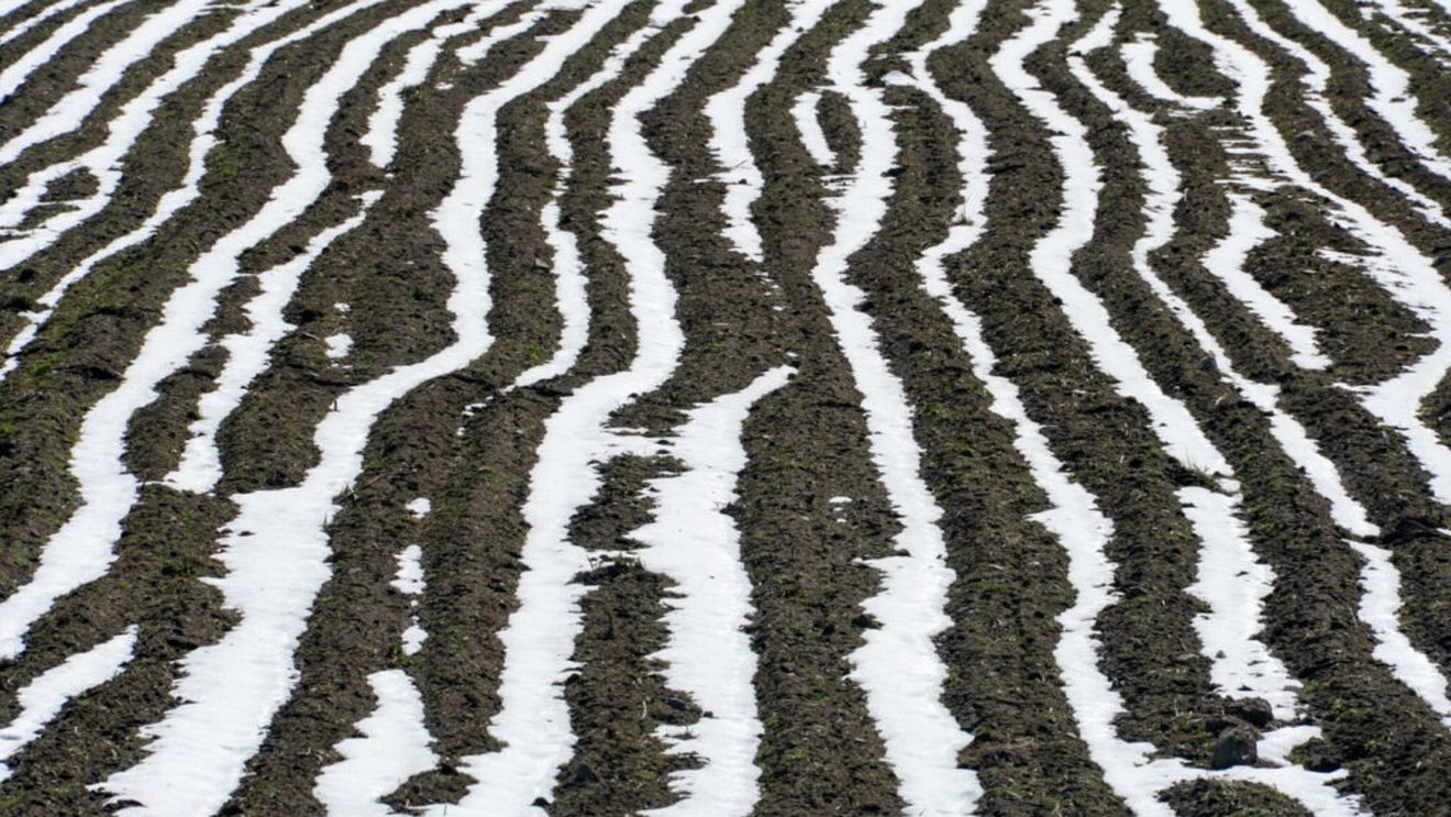 Producătorii români de fructe cer statului să intervină, după ce culturile au fost puternic afectate de vremea rea