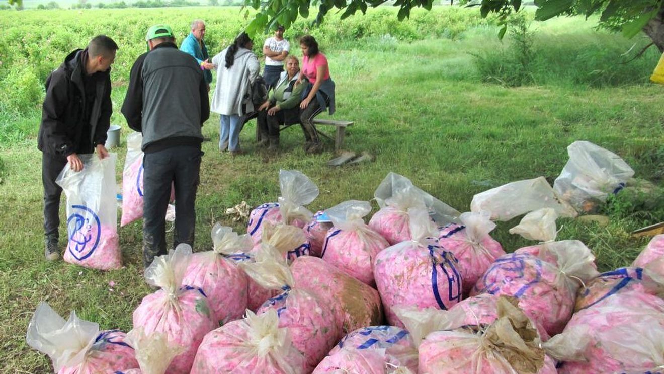 Fermierii bulgari recoltează mai devreme petalele trandafirilor, care au înflorit mai devreme pe fondul schimbărilor climatice / Țara, producător important de ulei de trandafir