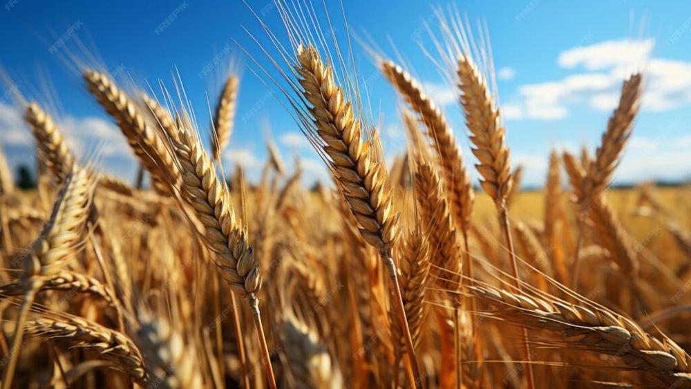 Ce înseamnă o redevență de 2.540 kg grâu/ha. Cât ar trebui să producă fermierul ca să nu rămână dator